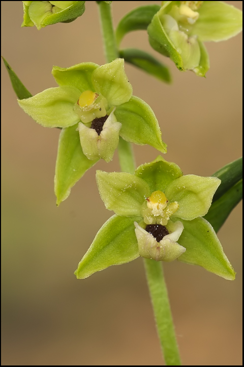 Epipactis dalla Apuane